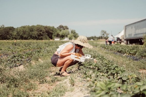 Comment participer à une cueillette de plantes médicinales traditionnelles en Amazonie péruvienne?